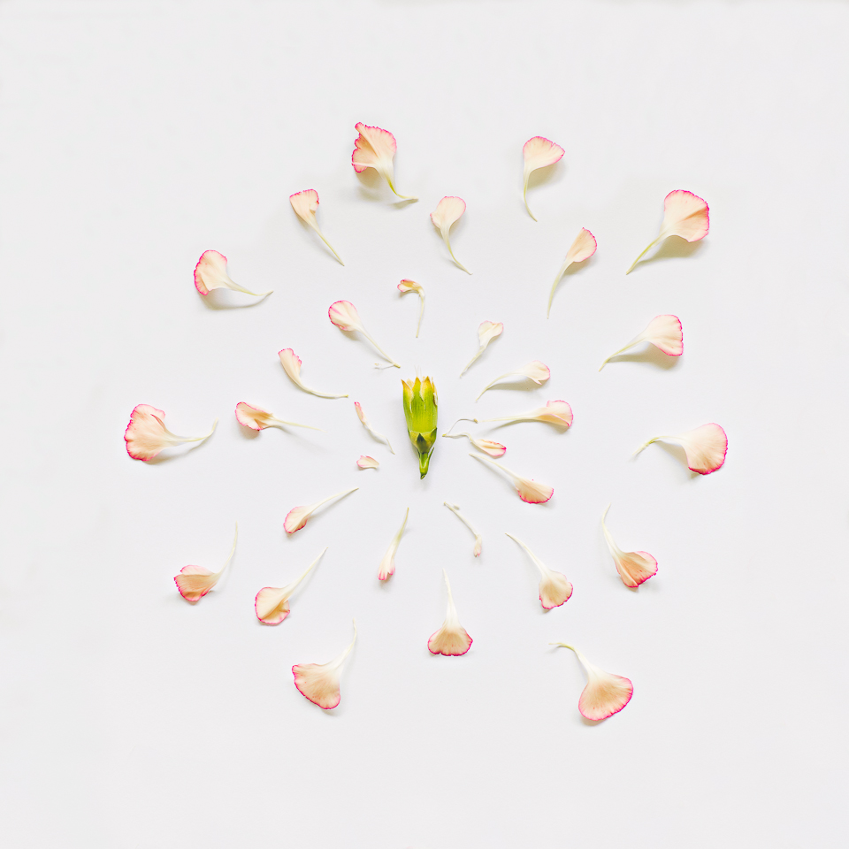 Carnation, from the series Exploded Flowers