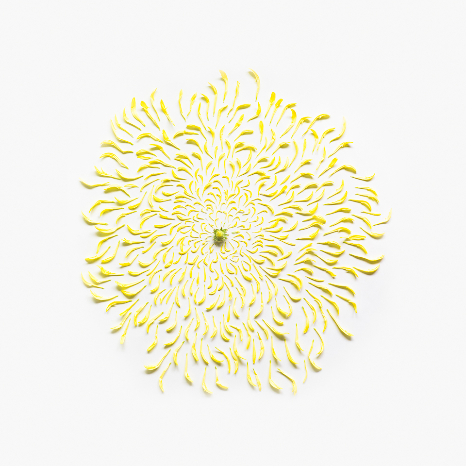 Chrysanthemum, from the series Exploded Flowers