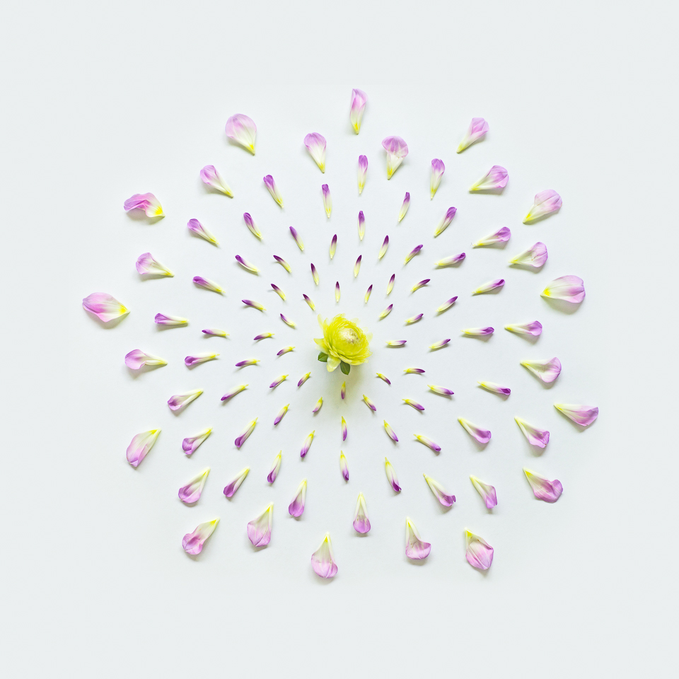 Dahlia, from the series Exploded Flowers