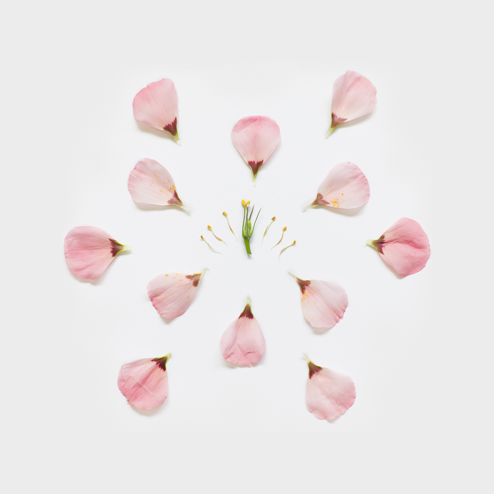 Eustoma, from the series Exploded Flowers
