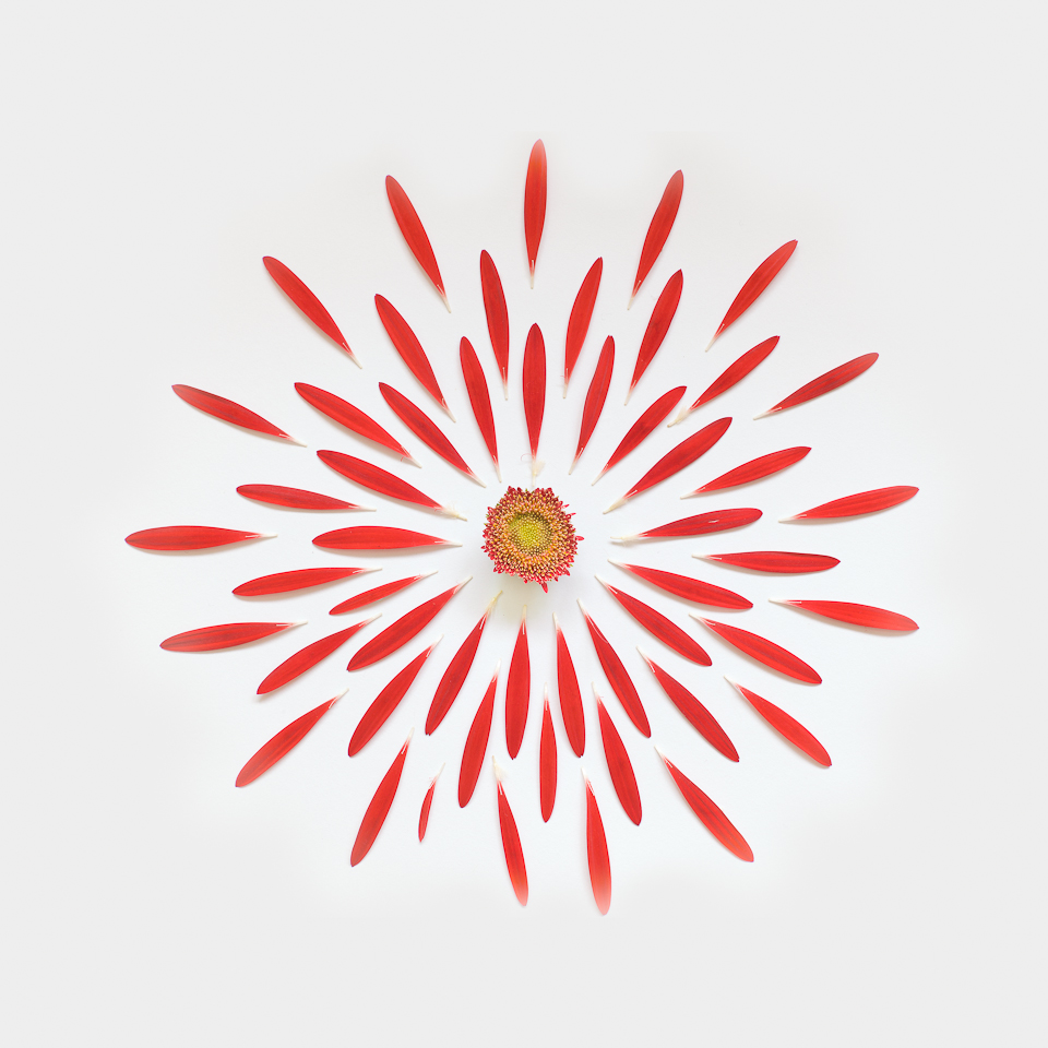 Red gerbera taken apart, its petals arranged in rings around the flower head