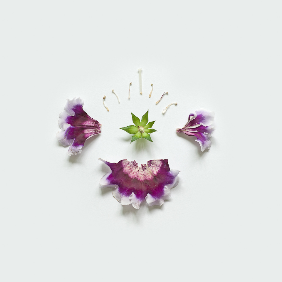 Gloxinia, from the series Exploded Flowers