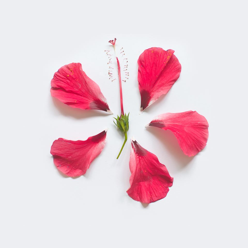Hibiscus, from the series Exploded Flowers