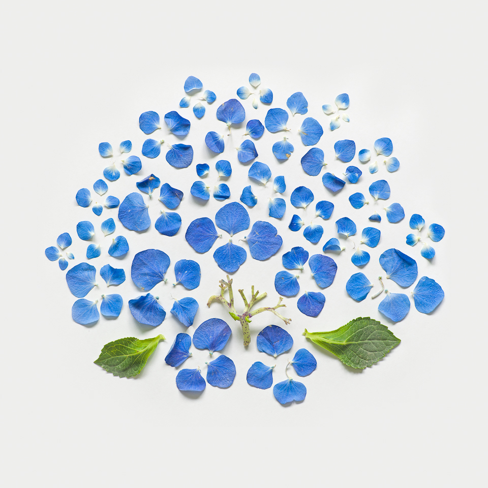 Hydrangea, from the series Exploded Flowers