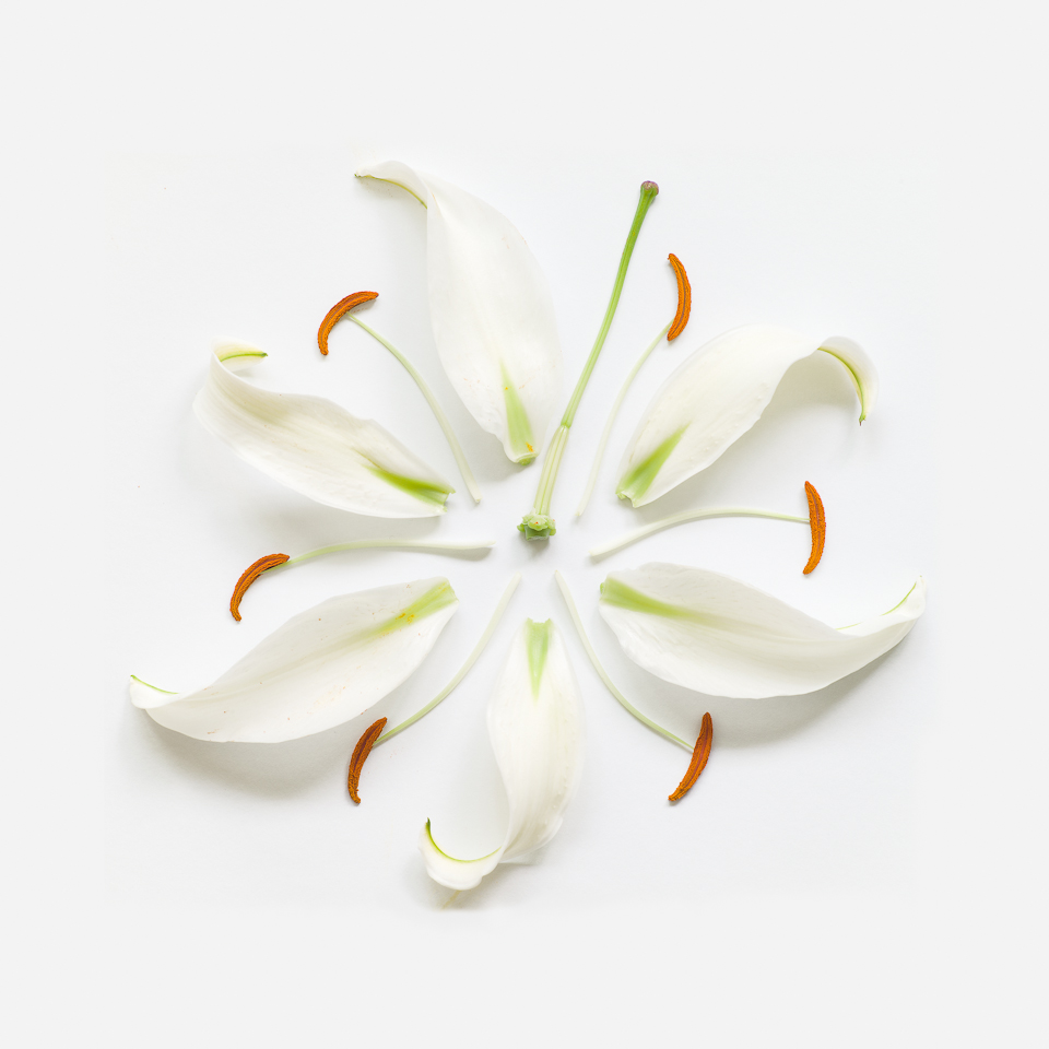 Lily I, from the series Exploded Flowers
