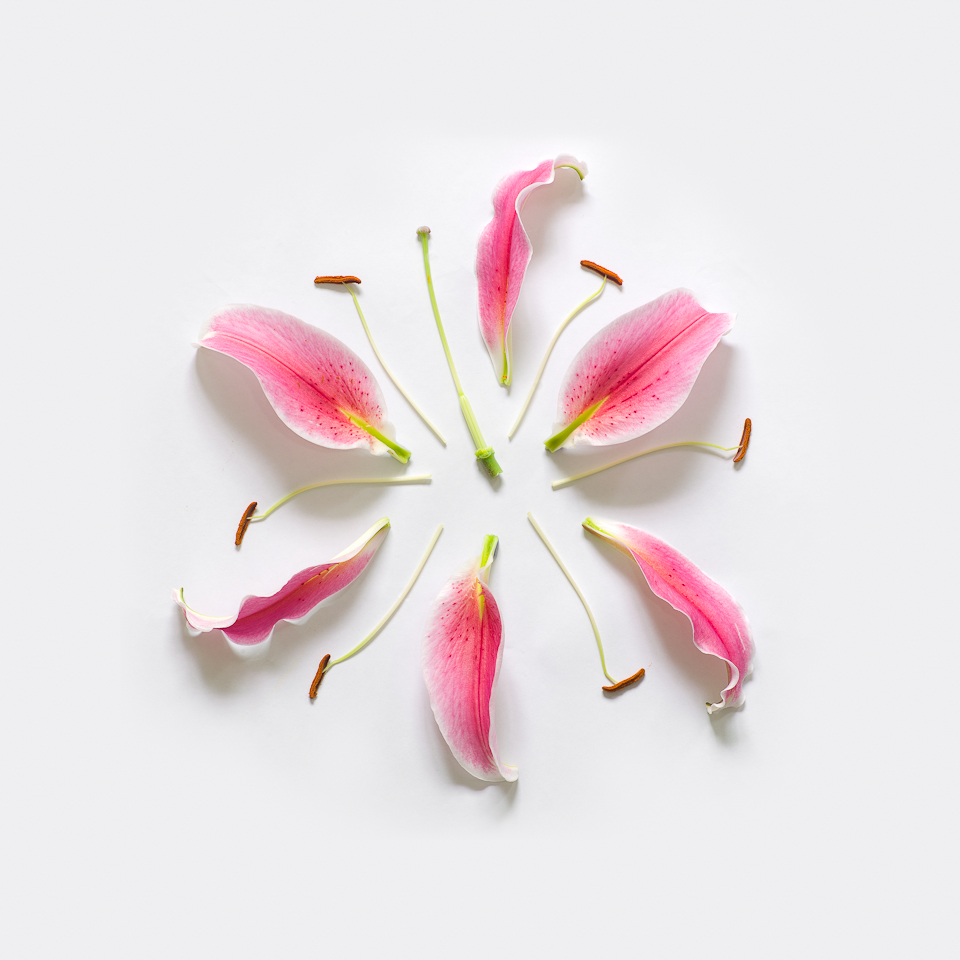 Lily II, from the series Exploded Flowers