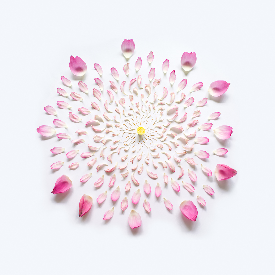 Lotus, from the series Exploded Flowers