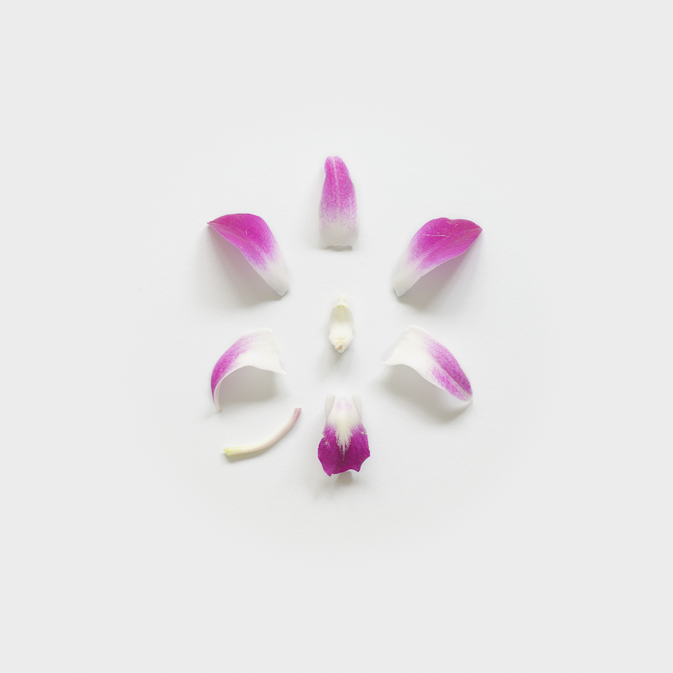Orchid I, from the series Exploded Flowers
