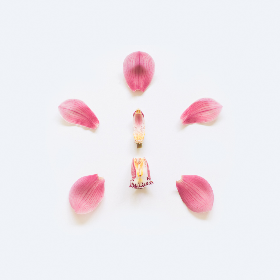 Orchid II, from the series Exploded Flowers