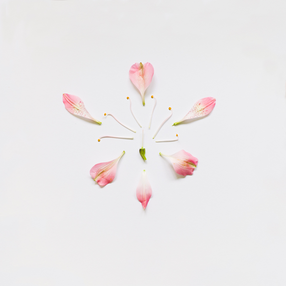 Peruvian Lily, from the series Exploded Flowers