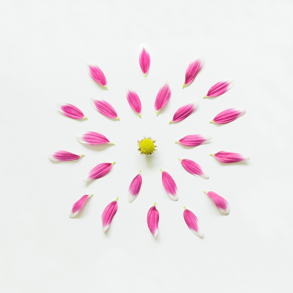 Pom Pom, from the series Exploded Flowers
