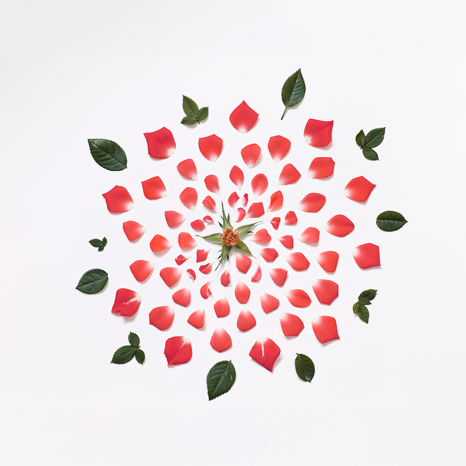 Rose I, from the series Exploded Flowers
