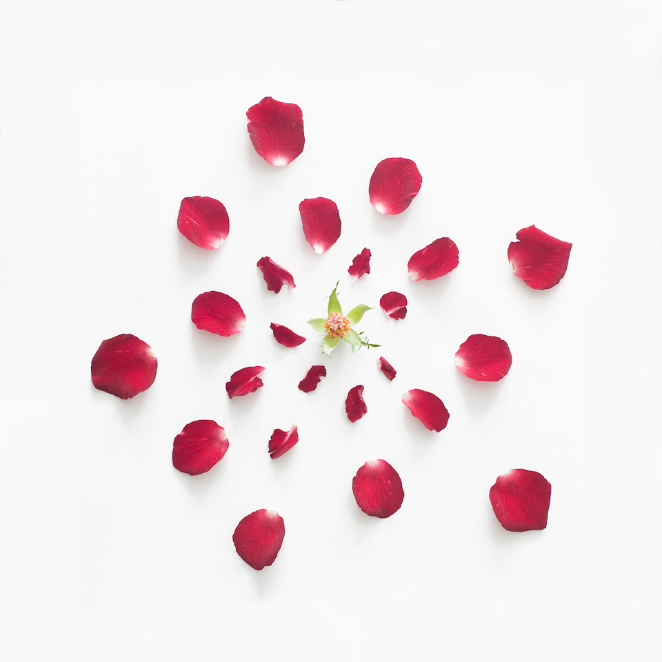 Rose II, from the series Exploded Flowers