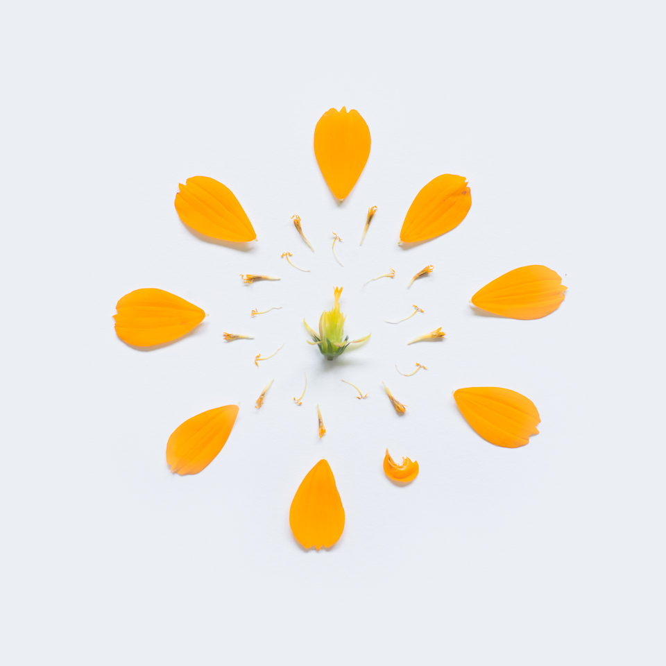 Sulfur Cosmos, from the series Exploded Flowers