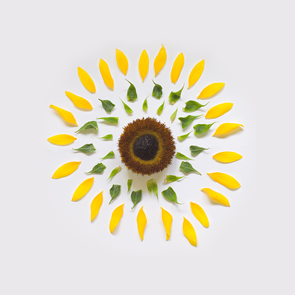 Sunflower, from the series Exploded Flowers