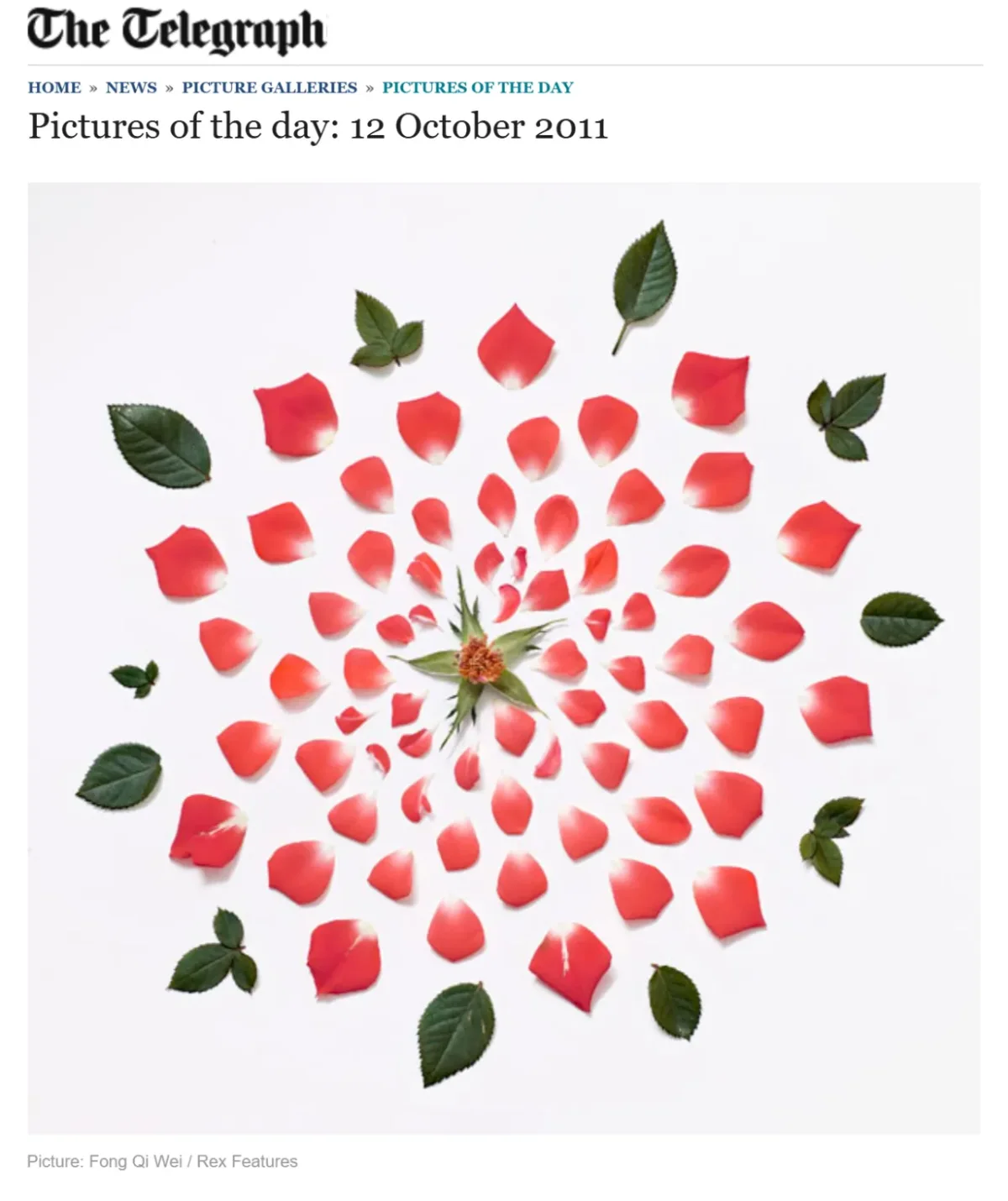 The Telegraph "Pictures of the day", 12 October 2011, featuring an exploded rose from Exploded Flowers